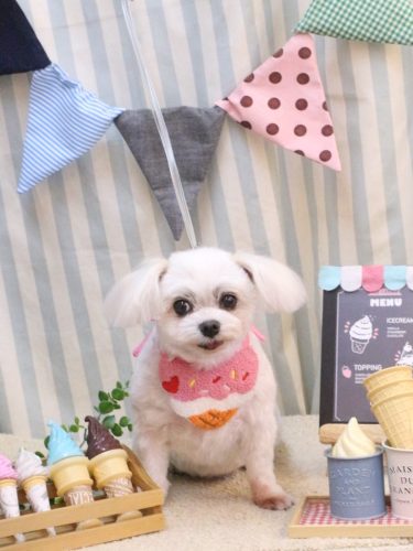 20250521サクラちゃん